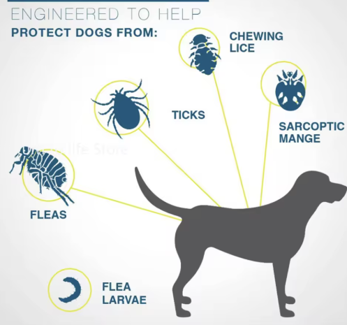 Collar Antipulgas + Jeringa dosificadora