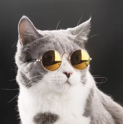 Gafas de Sol para Gatos