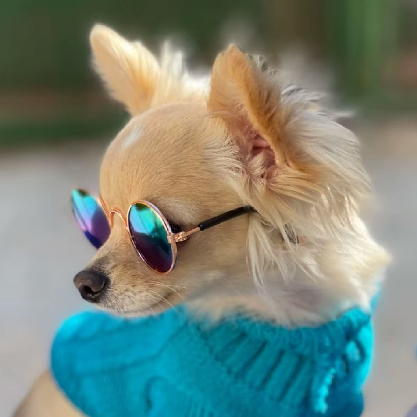 Gafas de Sol para Perros