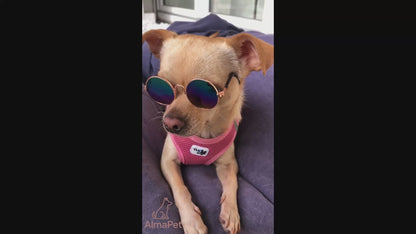 Gafas de Sol para Perros